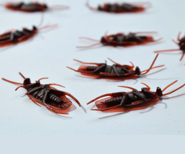 Cockroach Management pest control services